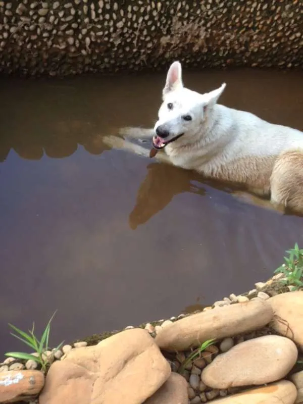 Cachorro ra a SRD idade 5 anos nome Sila