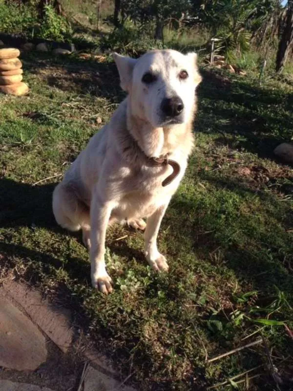 Cachorro ra a SRD idade 5 anos nome Sila