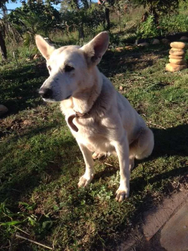 Cachorro ra a SRD idade 5 anos nome Sila
