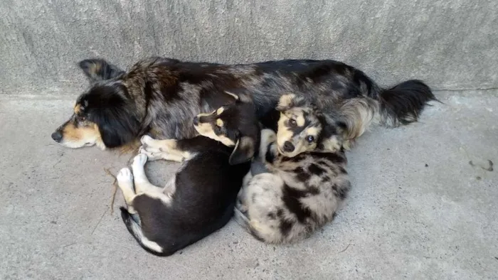Cachorro ra a  idade 2 a 6 meses nome Bolinha
