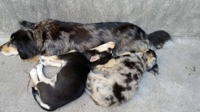 Cachorro ra a  idade 2 a 6 meses nome Bolinha