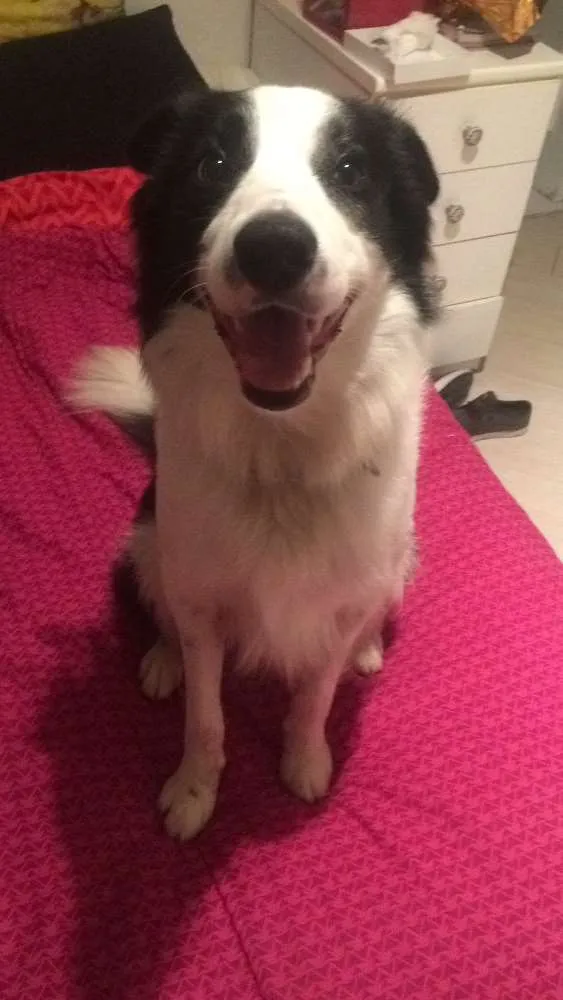 Cachorro ra a Border Collie idade 2 anos nome Theo 