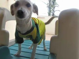 Cachorro raça SRD (vira-lata) idade 4 anos nome Branca