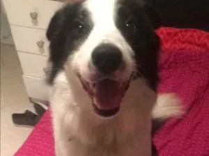 Cachorro raça Border Collie idade 2 anos nome Theo 