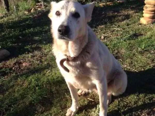 Cachorro ra a SRD idade 5 anos nome Sila