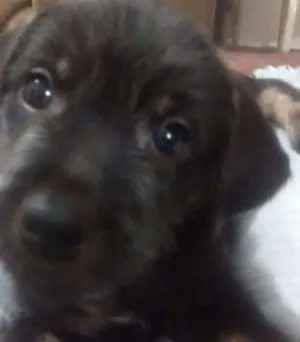 Cachorro raça Vira lata idade 2 a 6 meses nome Sem nome