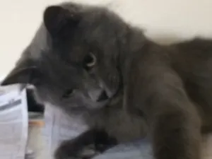 Gato raça Srd idade 2 anos nome Raspinha 