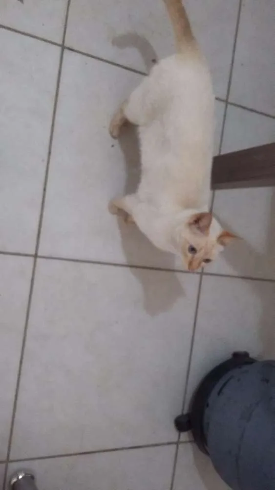 Gato ra a Srd idade 1 ano nome Rick