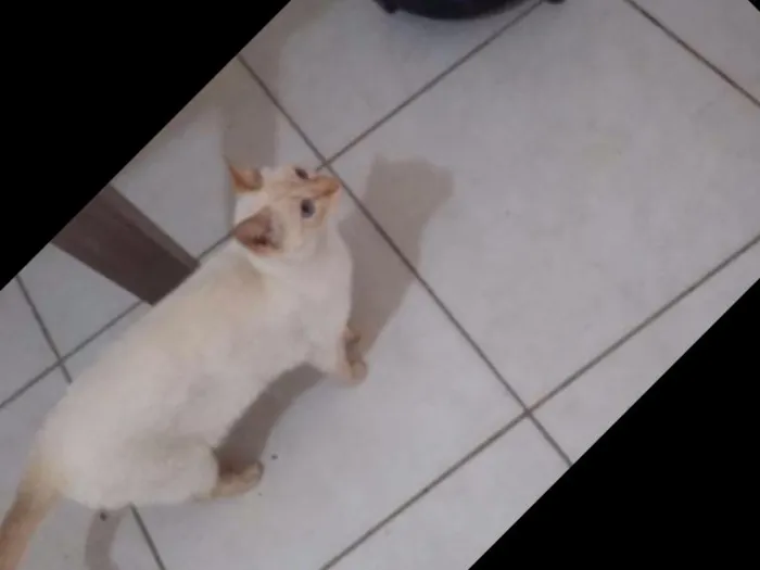 Gato ra a Srd idade 1 ano nome Rick