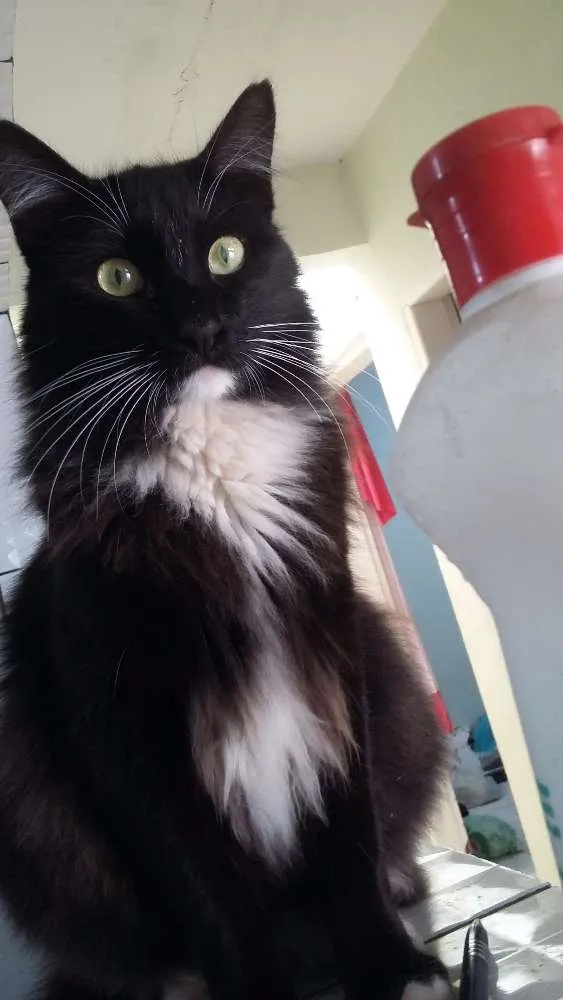 Gato ra a Srd idade 1 ano nome Tom