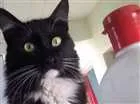 Gato raça Srd idade 1 ano nome Tom