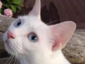 Gato raça Srd idade 1 ano nome Milk