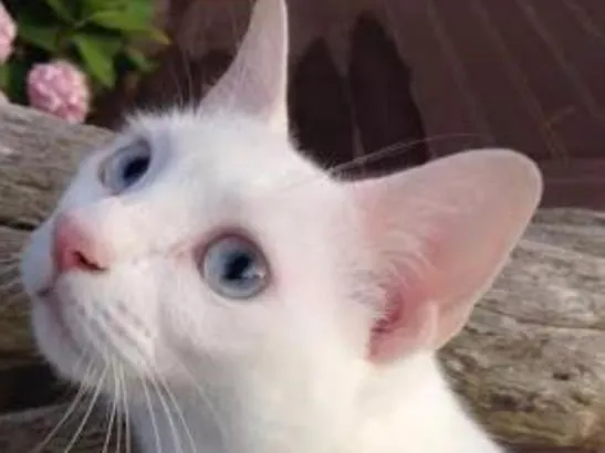 Gato ra a Srd idade 1 ano nome Milk