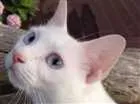 Gato raça Srd idade 1 ano nome Milk