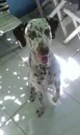 Pingo