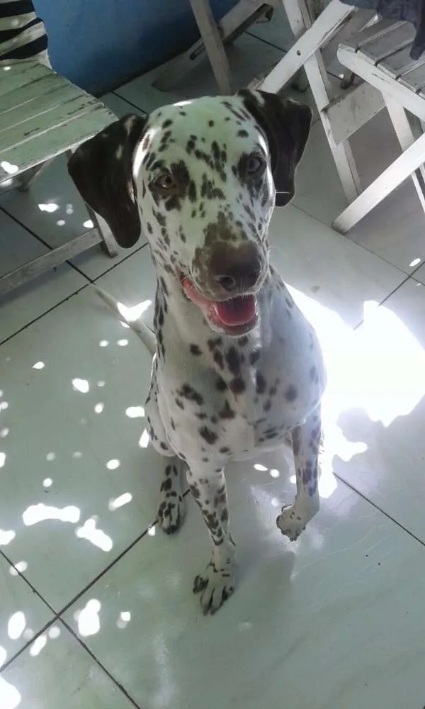 Cachorro raça Dálmata idade 1 ano nome Pingo