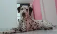Pingo