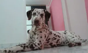 Cachorro raça Dálmata idade 1 ano nome Pingo