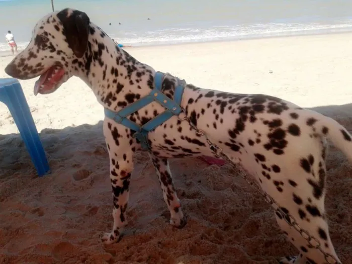 Cachorro raça Dálmata idade 1 ano nome Pingo