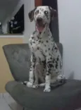 Pingo