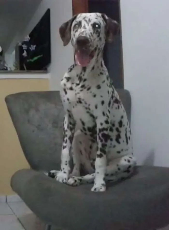 Cachorro raça Dálmata idade 1 ano nome Pingo