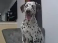 Pingo