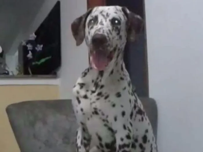 Cachorro raça Dálmata idade 1 ano nome Pingo