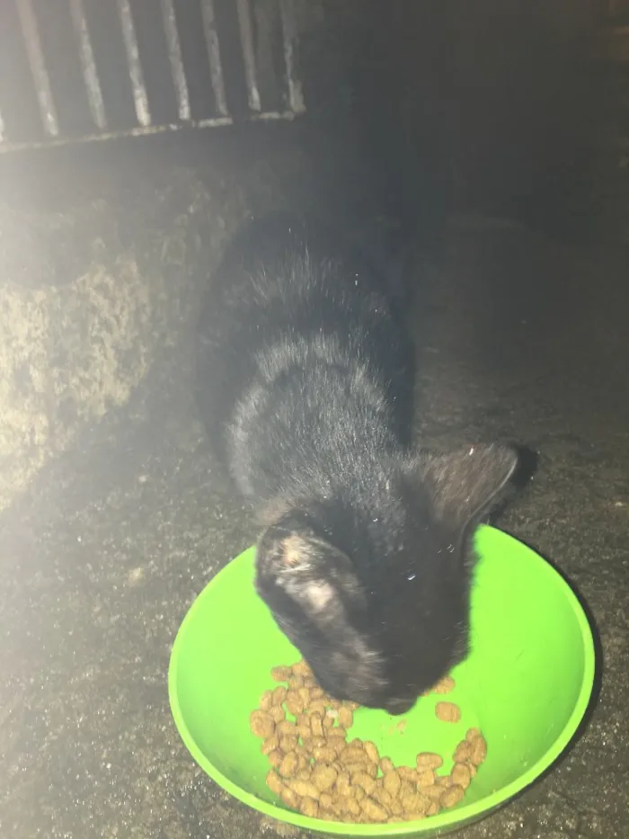 Gato ra a  idade  nome Doação de gatinhos