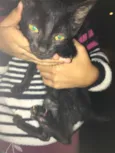 Doação de gatinhos