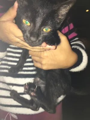 Gato raça  idade  nome Doação de gatinhos
