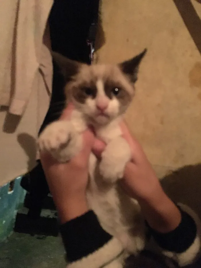 Gato ra a  idade  nome Doação de gatinhos