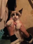Doação de gatinhos
