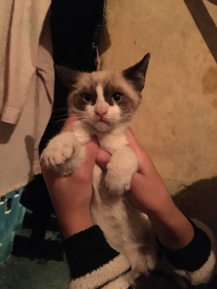 Gato ra a  idade  nome Doação de gatinhos