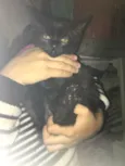 Doação de gatinhos