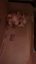 Filhotes