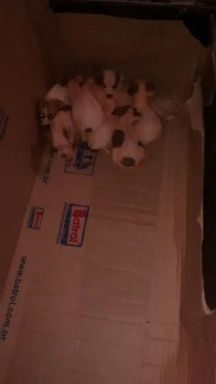 Cachorro raça vira lata idade Abaixo de 2 meses nome Filhotes