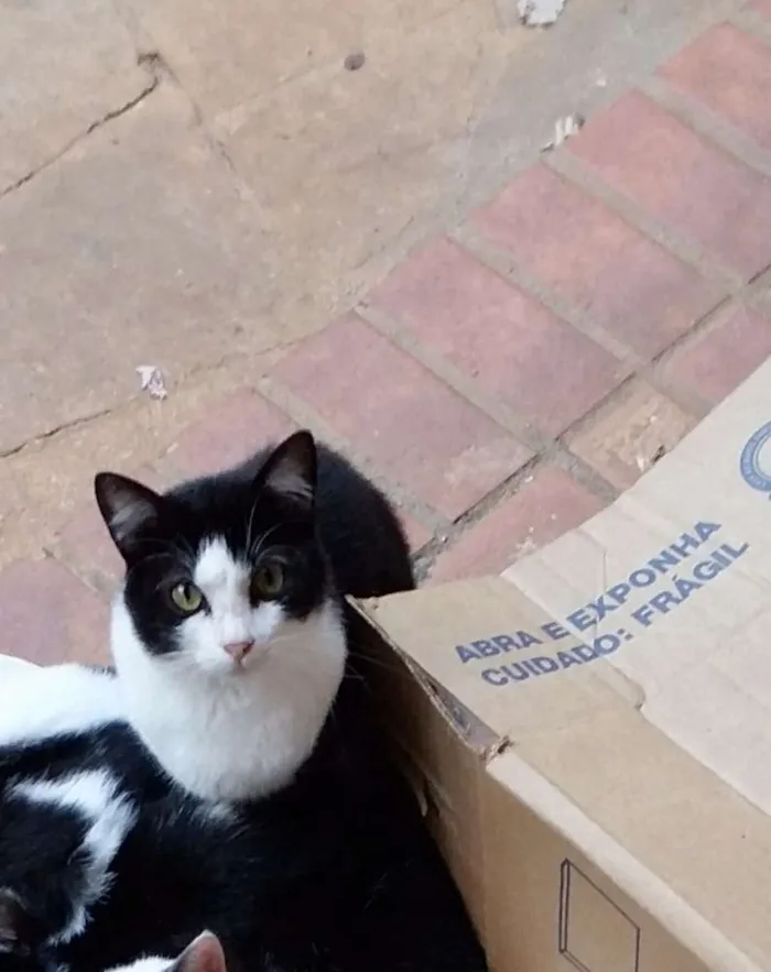 Gato ra a SRD idade 1 ano nome Athos