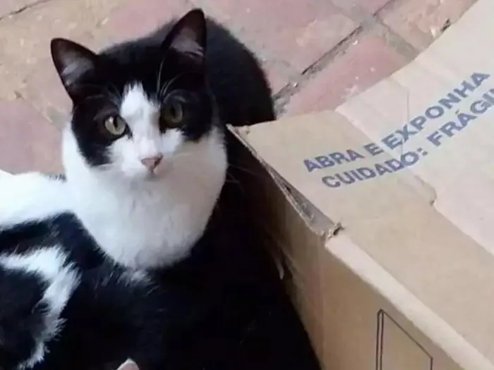 Gato ra a SRD idade 1 ano nome Athos