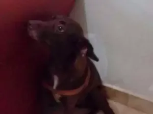 Cachorro raça Mistura de vira lata idade 2 a 6 meses nome Mya