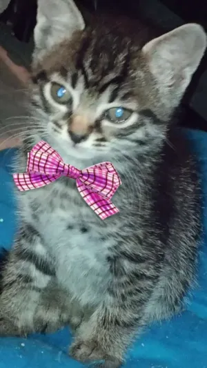 Gato raça desconhecida idade Abaixo de 2 meses nome Mimi