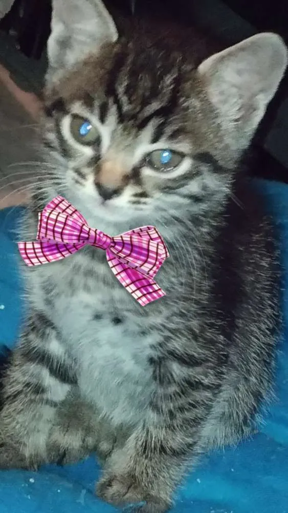 Gato ra a desconhecida idade Abaixo de 2 meses nome Mimi