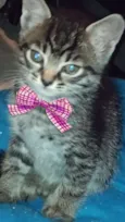 Mimi
