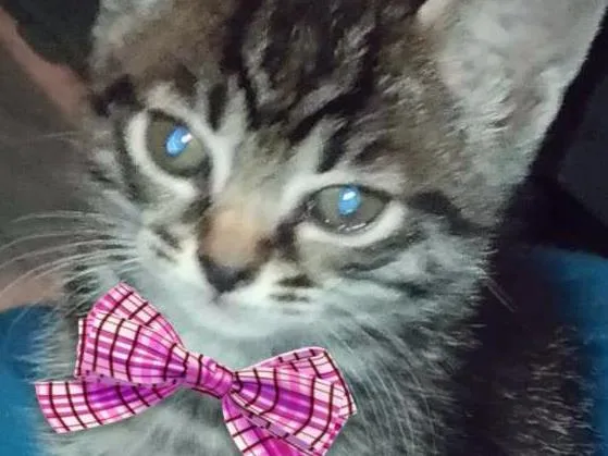 Gato ra a desconhecida idade Abaixo de 2 meses nome Mimi