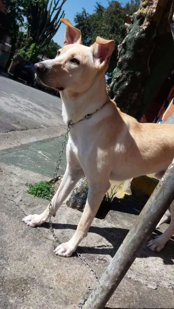 Cachorro ra a Misturado idade 7 a 11 meses nome Bady