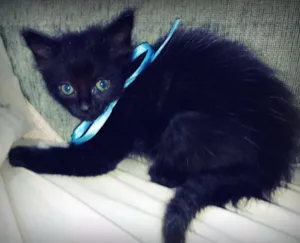 Gato raça Desconhecida idade Abaixo de 2 meses nome Bambam