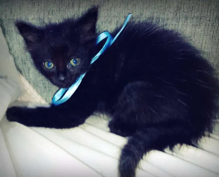 Gato ra a Desconhecida idade Abaixo de 2 meses nome Bambam