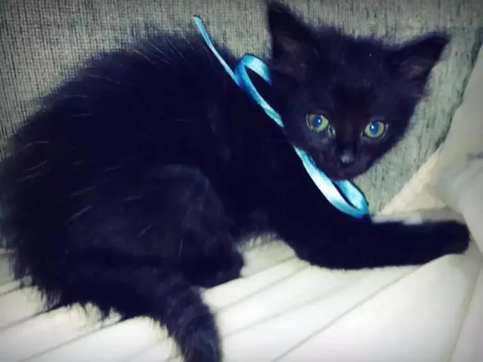 Gato ra a Desconhecida idade Abaixo de 2 meses nome Bambam