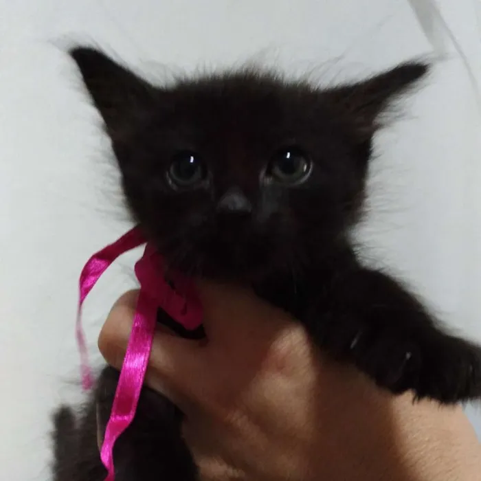 Gato ra a Desconhecida idade Abaixo de 2 meses nome Pedrita