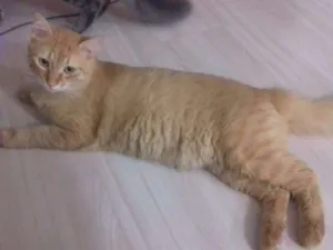 Gato raça Sem raça definida  idade 1 ano nome Shadow e Stevan 
