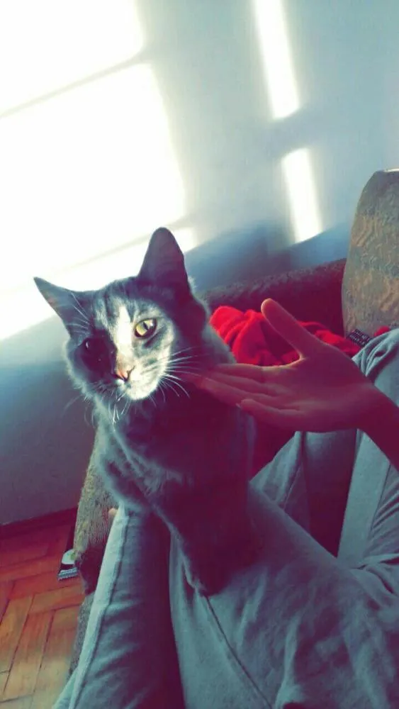 Gato raça Sem raça definida  idade 1 ano nome Shadow e Stevan 